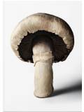The Gourmand's Mushroom. A Collection of Stories and Recipes