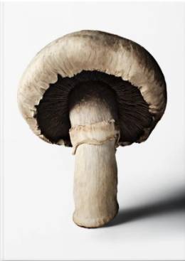 The Gourmand's Mushroom. A Collection of Stories and Recipes